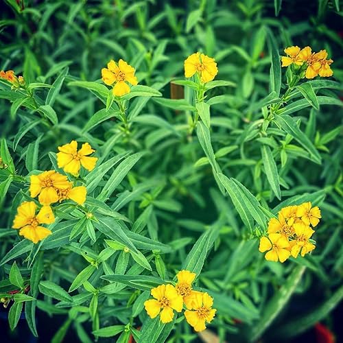 Miniatura 3 de Más de 1000 semillas perennes de menta mexicana, estragón tagetes Lucida, semillas de hierbas para plantar jardín al aire libre, semillas cultivadas