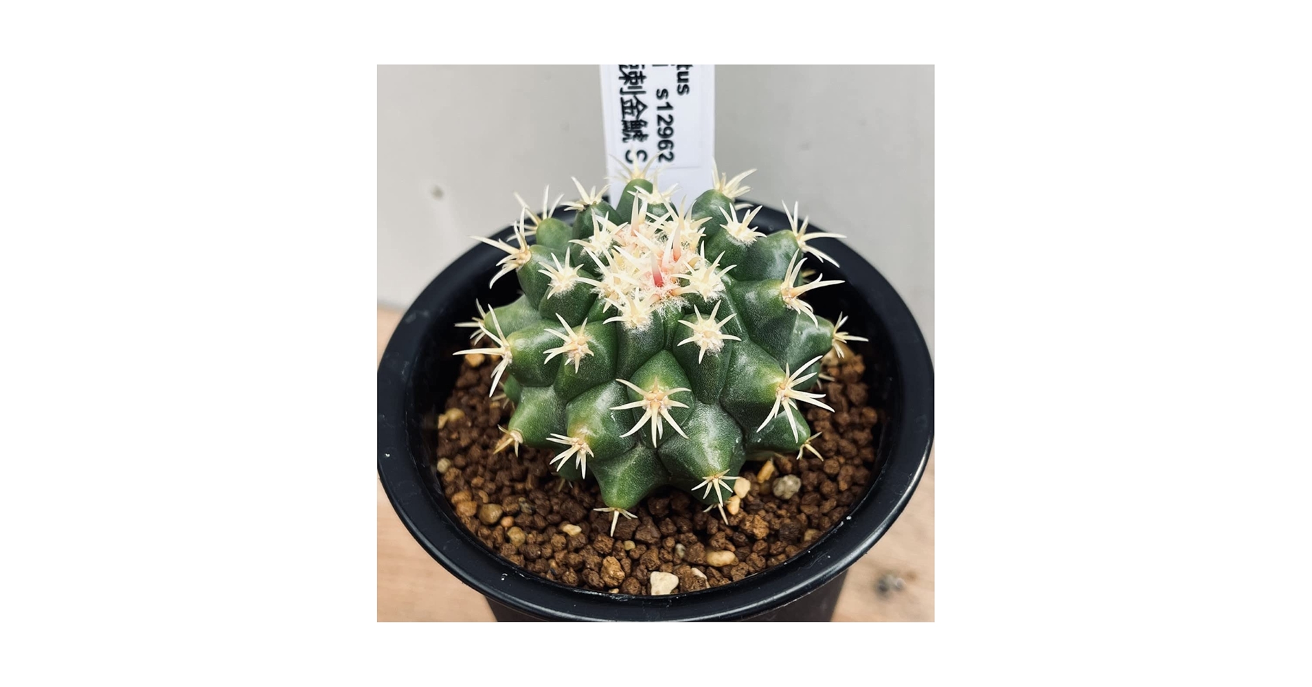 ✩サザエ✩ サザエ on X