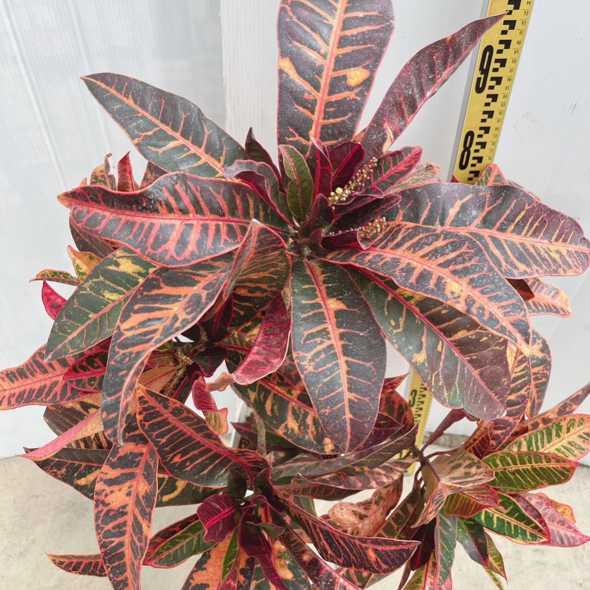 Amazon.co.jp: クロトン 7号鉢 大型大株 品種不明 オキナワレッド