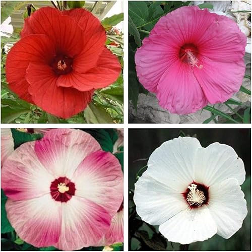 25 Semillas Mixtas Luna Hibiscus Moscheutos Resistente Rojo Caliente Rosa Remolino Flor Blanca #LKY