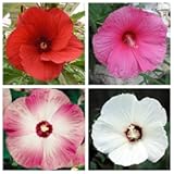 25 Seeds Mixed Luna Hibiscus Moscheutos Hardy Red Hot Pink Swirl White Flower &num;LKY