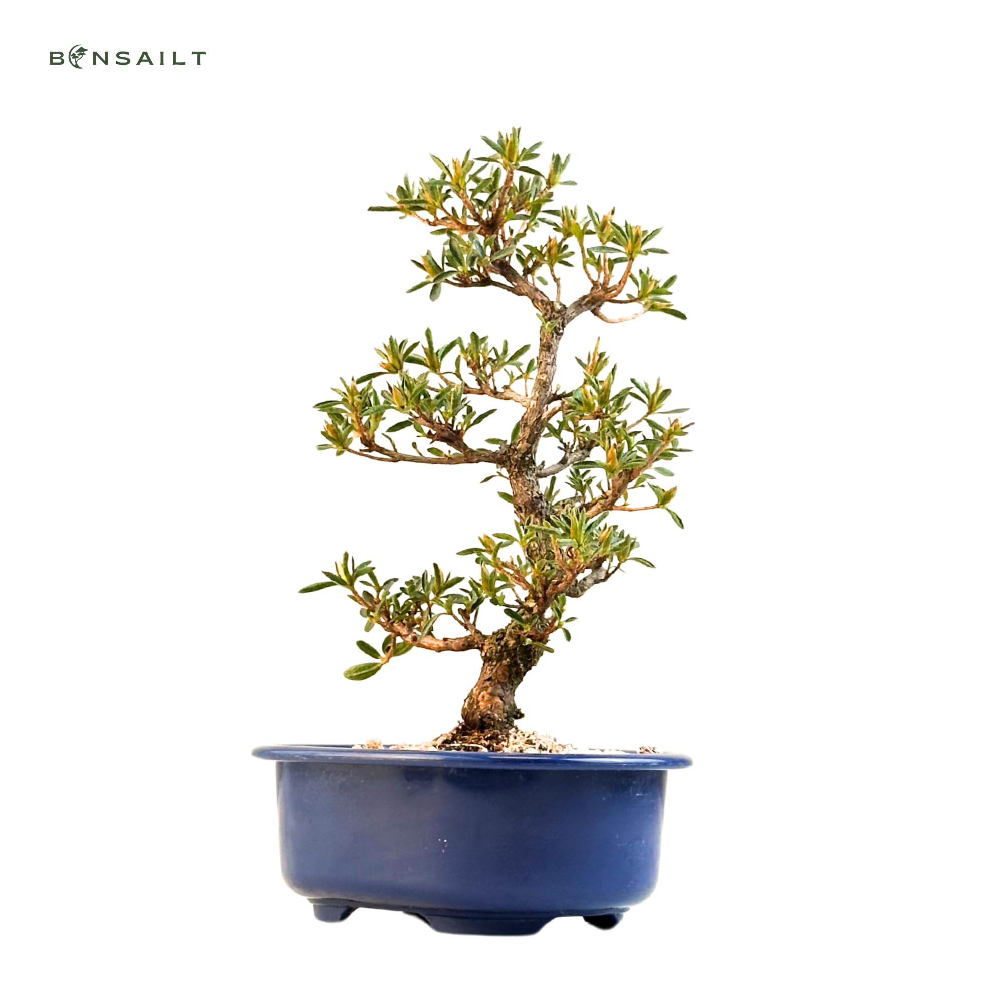 Satsuki Azalee Bonsai – 1x Japanischer Outdoor Bonsai Baum – Perfekter Anfänger- Winterhart – 18 cm Topf – Pflegeleichter Blütenbonsai – Blüht in Wunderschönen Farben
