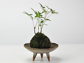盆栽妙 南天の苔玉 【高足付き苔玉皿つき】プレゼント ギフト 盆栽