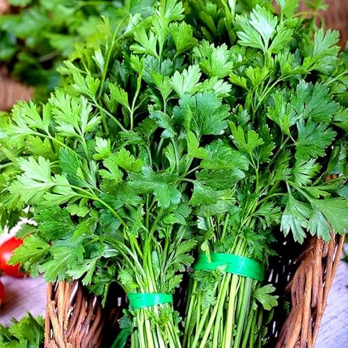 Parsley 'Festival 68' - 1000 Seeds + freebie + Plant tag - All Year Round