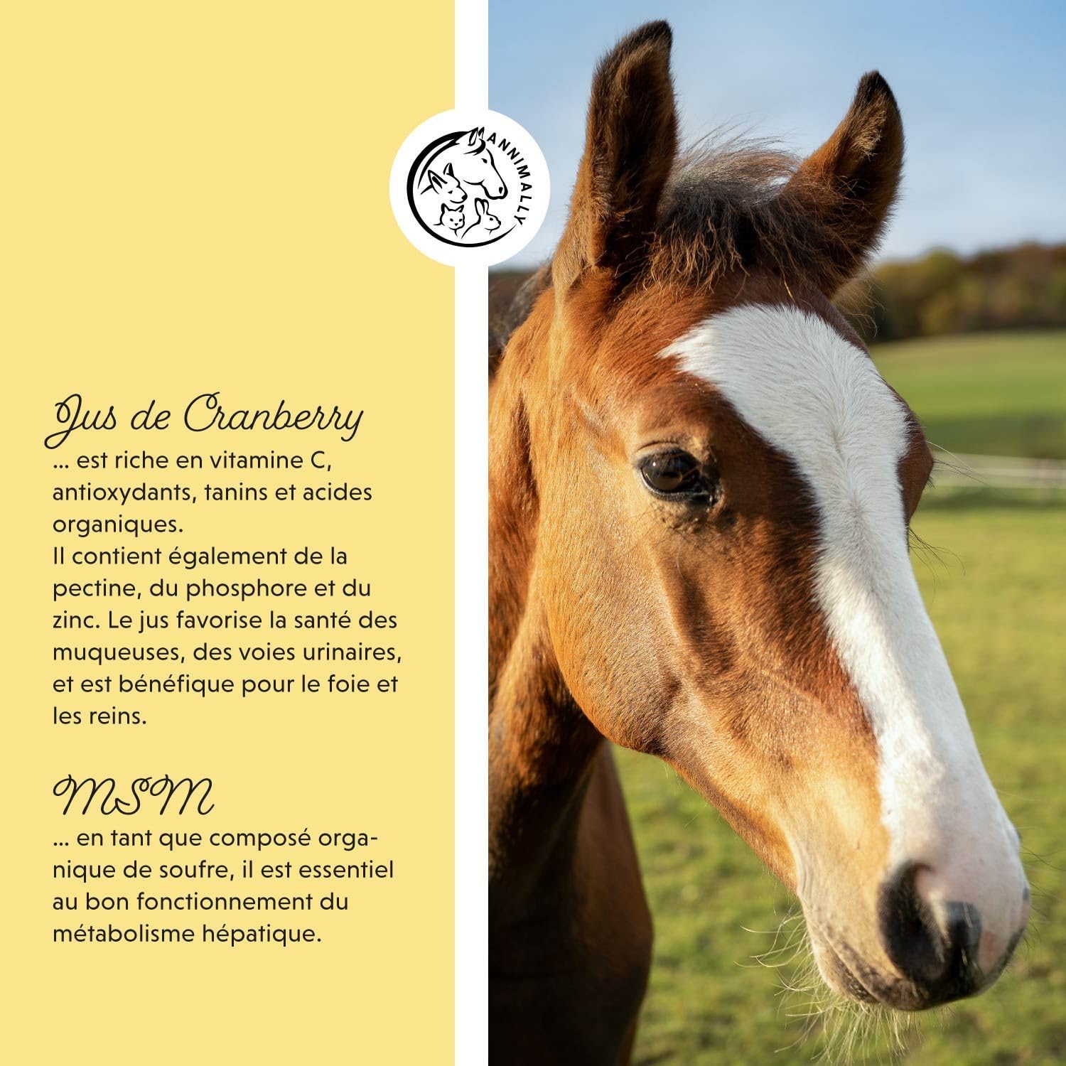Liquide Foie-Rein pour Chevaux - Jus d'herbes de 1000 ML avec Chardon-Marie et artichaut pour Le Foie - Jus pour Les Reins pour Un métabolisme sain chez Le Cheval