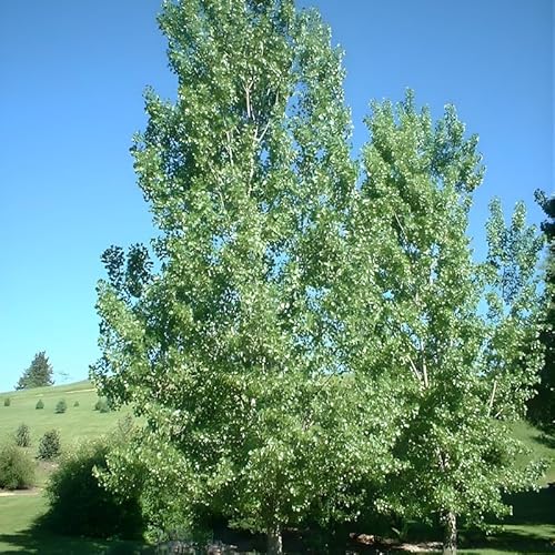 2 Eastern Cottonwood Live Plants | 1-2 Feet Tall Bare