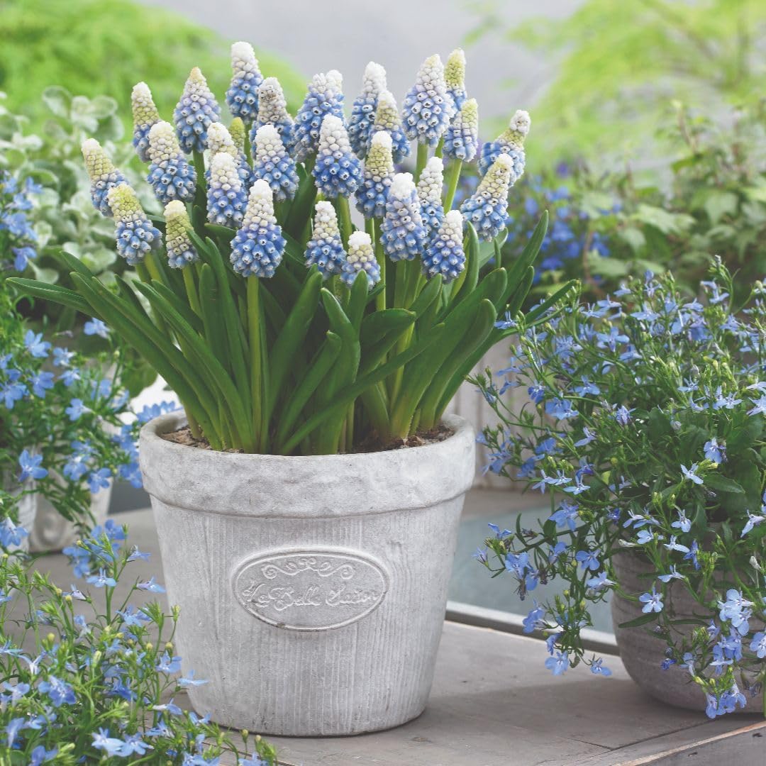 Muscari 'Mountain Lady' 32 Bulbs – Blue White Grape Hyacinth Spring by T&M