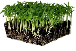 Slow Bolt Cilantro Herb Garden Seeds: A Culinary Wonder Awaits