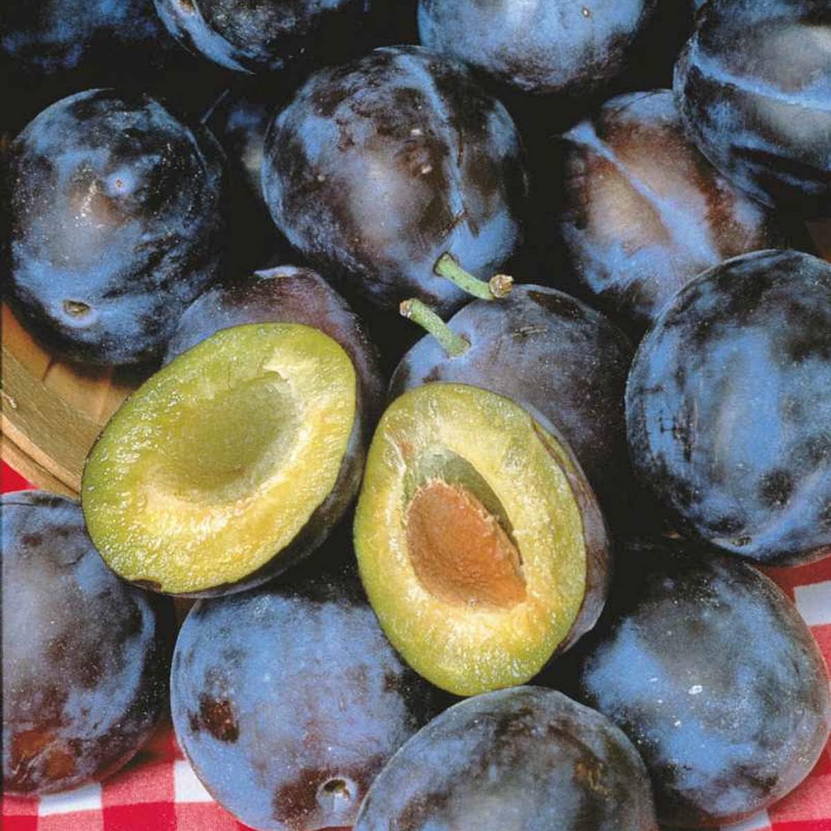 Stanley Plum Dormant Starter Bare Root Standard Fruit Tree, Can't Ship to State of AL, AR, CA, CO, ID, LA, MS, OR, or WA, 1-Pack