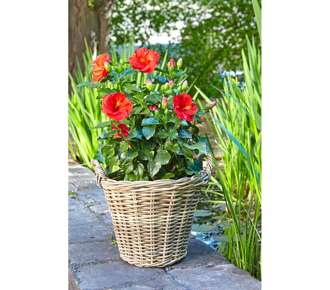 Cesta de mimbre Dehner con asas, Ø 40 cm, altura 30 cm, trenza de ratán, gris / marrón