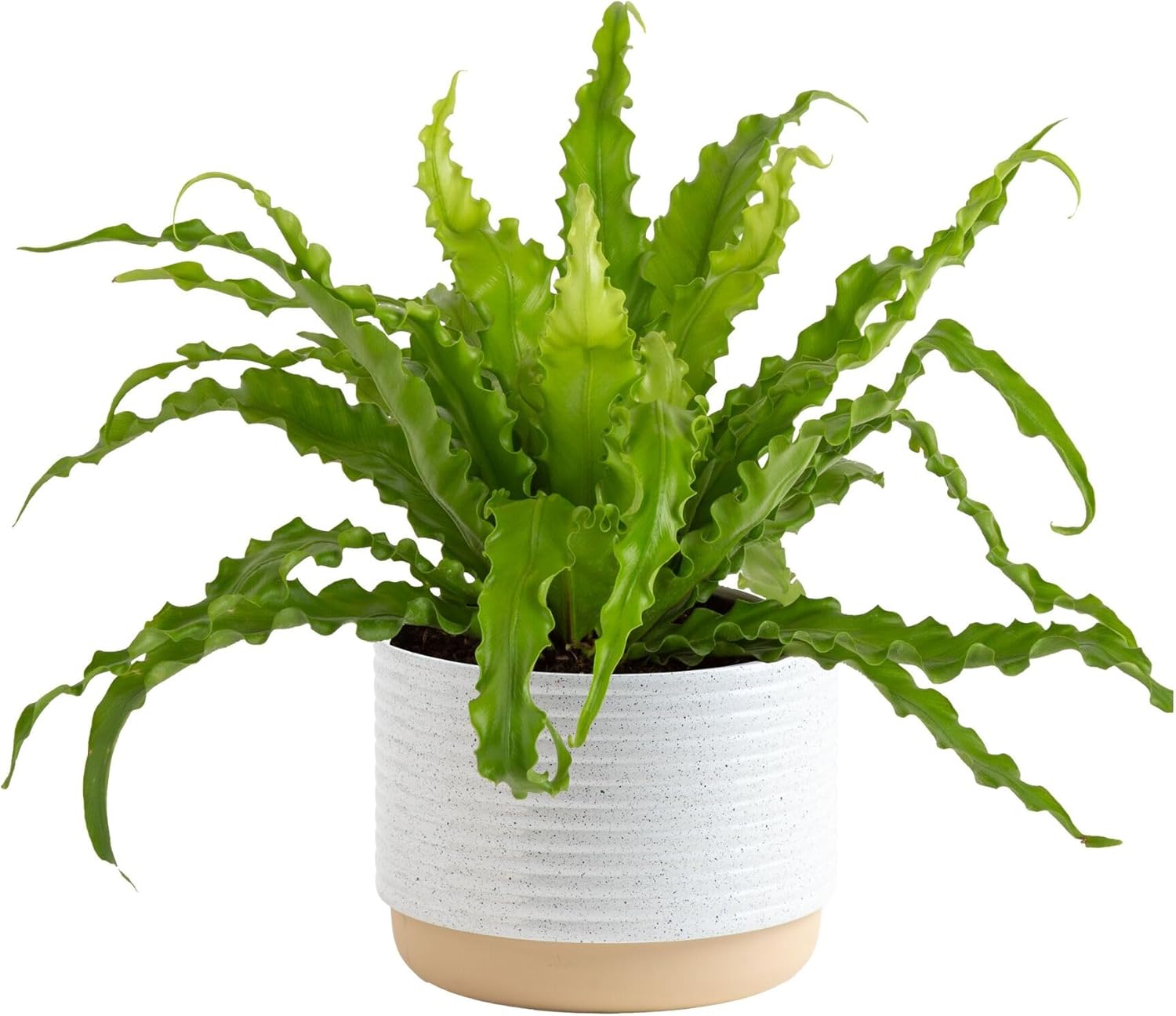 Costa Farms Bird's Nest Fern Plant, Easy Care Live Indoor Houseplant in Modern Decor Planter, Potted in Soil Potting Mix, Outdoor Garden Gift, Beautiful Home Decor, Housewarming Gift, 15-Inches Tall