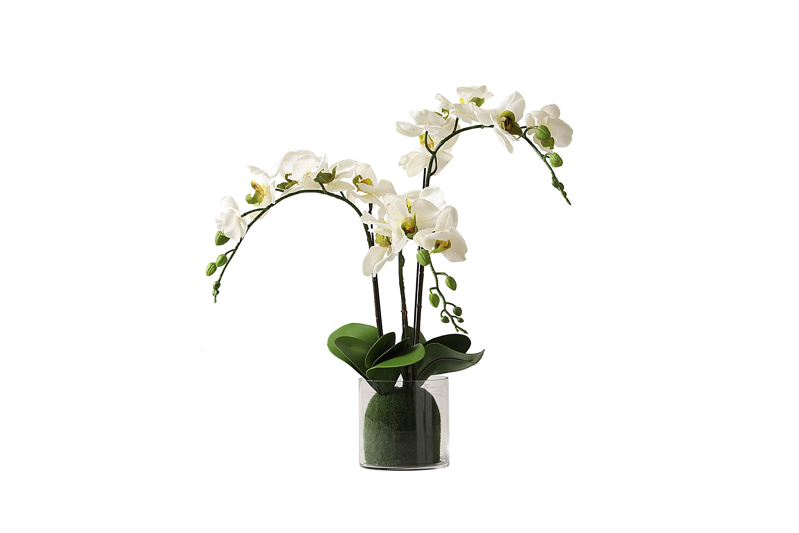 FD FudostarArtificial Silk Moth Orchid Flowers in Transparent Glass Vase, Natural Looking Phalaenopsis Flowers and Greens… (White, Large)