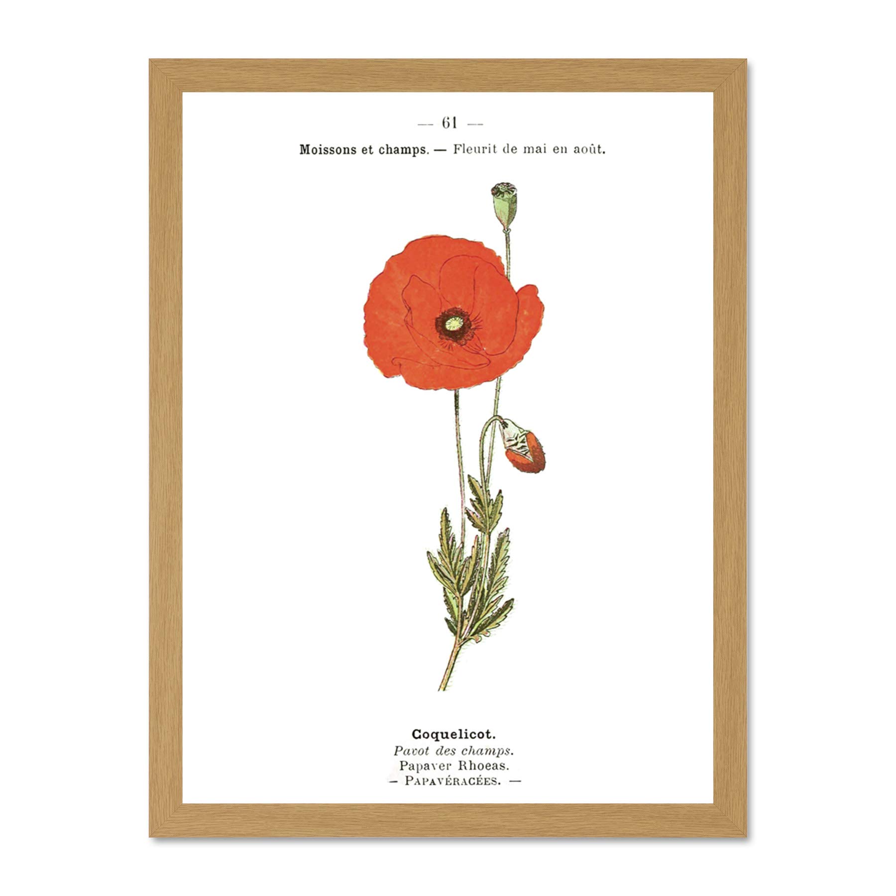 Flower Poppy Coquelicot Papaver Rhoeas Large Framed Art Print Wall Poster 18x24 inch