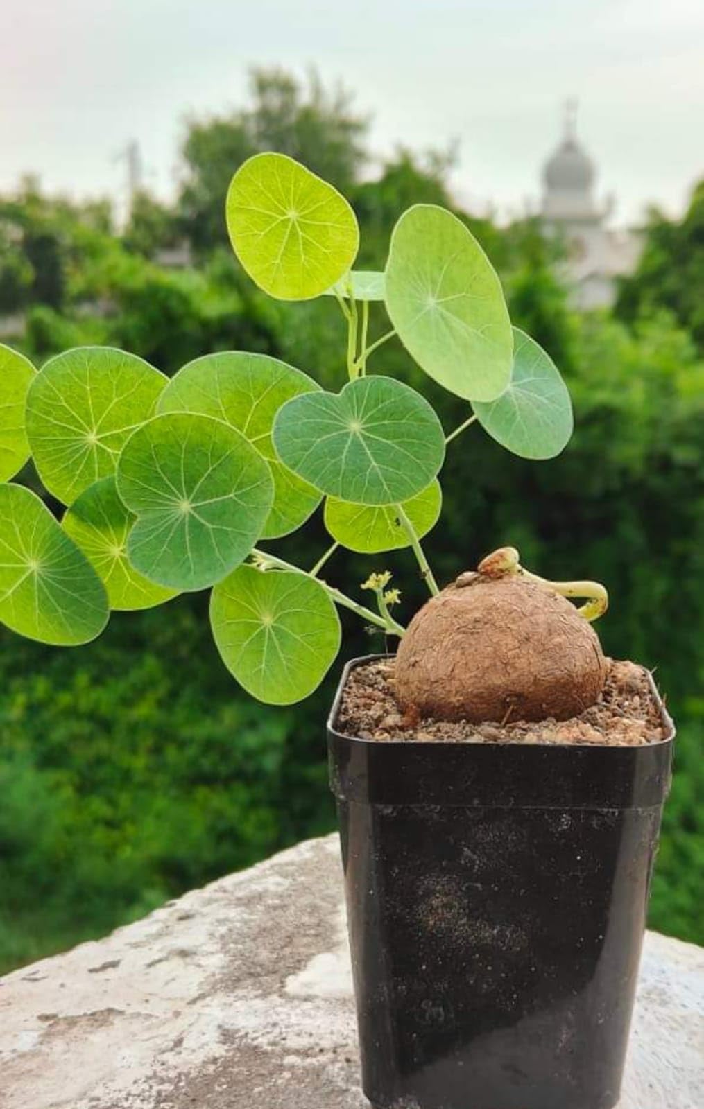 Stephania Erecta || Exotic and rare variety indoor plant (B0DHPMYWS2) Amazon Price History, Amazon Price Tracker
