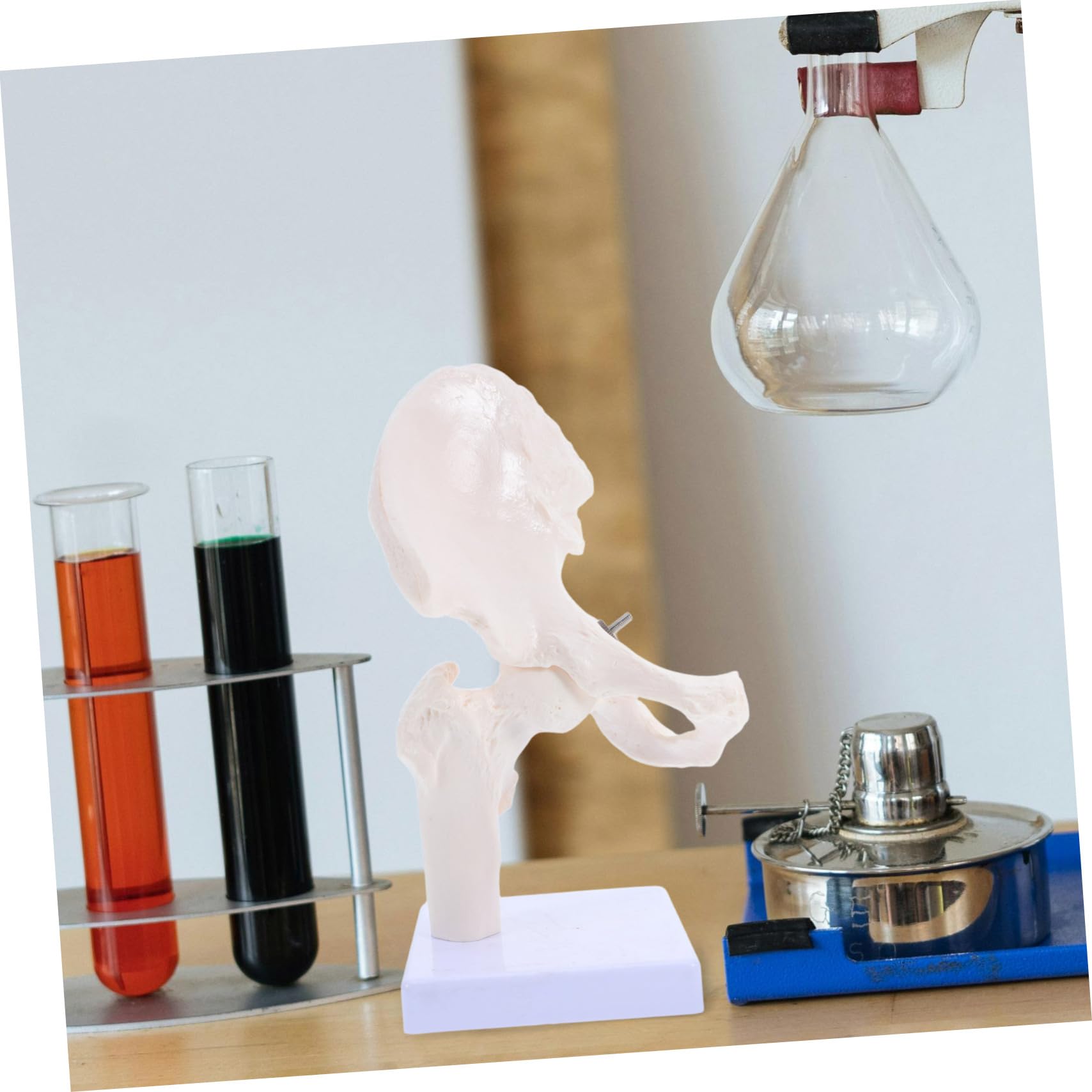 PRETYZOOM Modello Scheletro Umano Anatomico Struttura Scheletrica Giocattolo Modello Didattico per Studio Parte Rimovibile Materiale Durevole