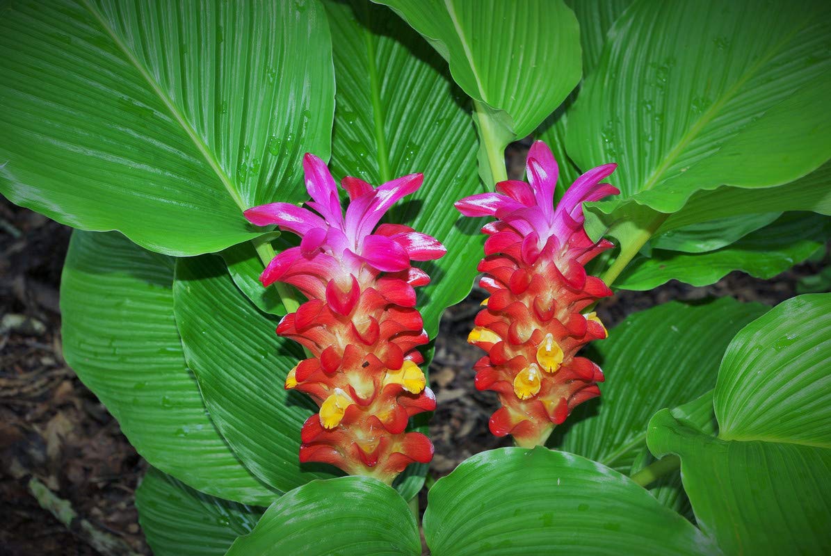 FernsFly® IMP. Turmeric/Curcuma Flower Bulbs Home Outdoor Flowering Gardening Bulbs Blooming planting (Pack Of 15 Sulee Sunshine Curcuma)