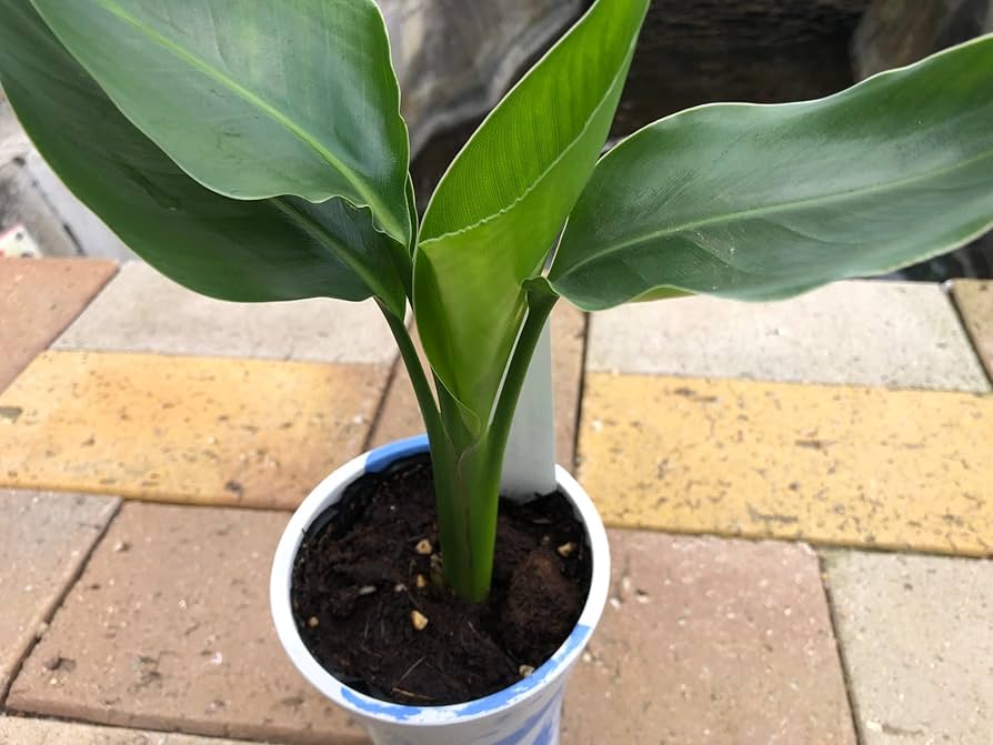Amazon｜幸せを呼ぶミニ観葉植物【ストレチア whiteマーブル鉢