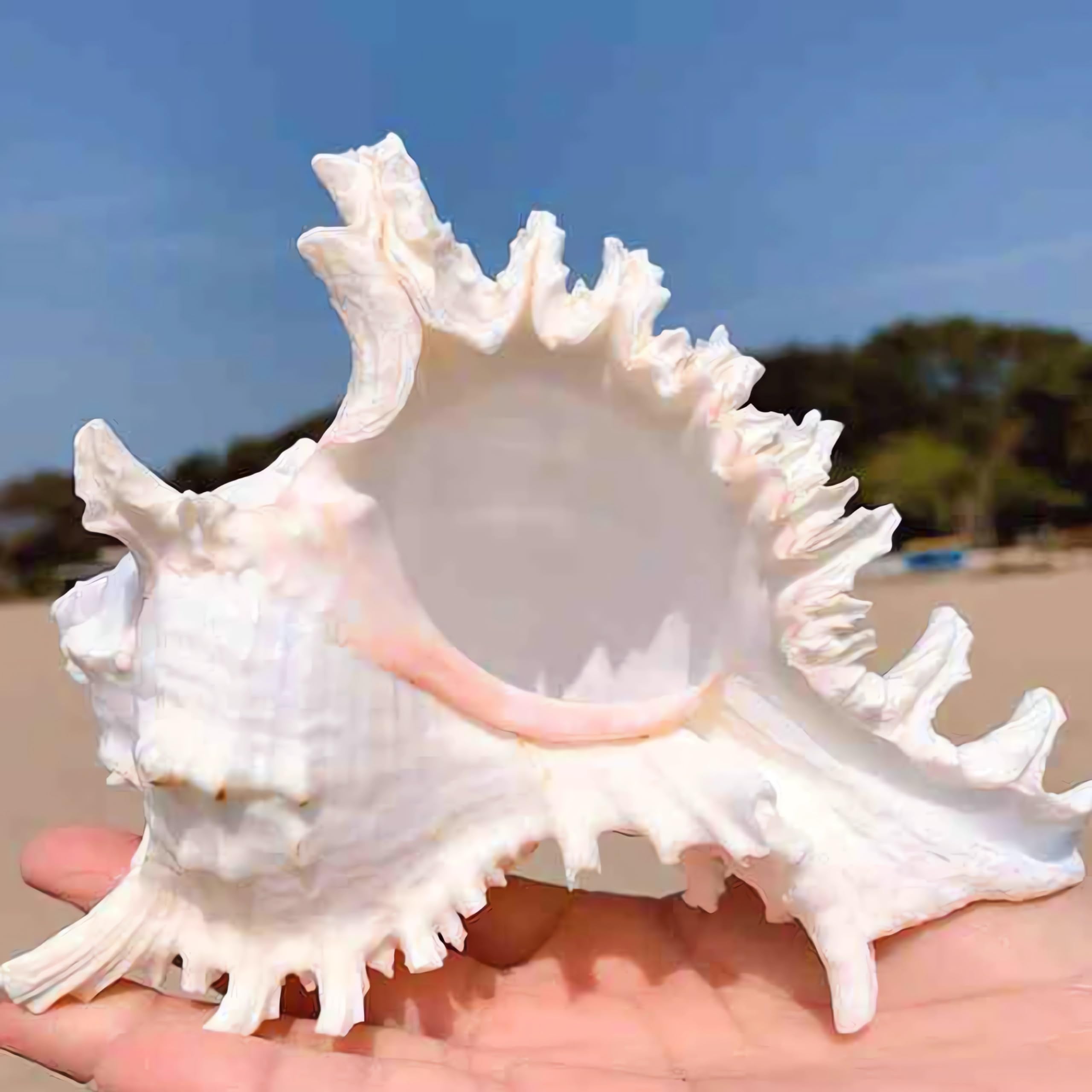 YZHZOM 14,9 cm - 16,3 cm, grande conchiglia naturale per acquari, decorazione per la casa, artigianato fai da te