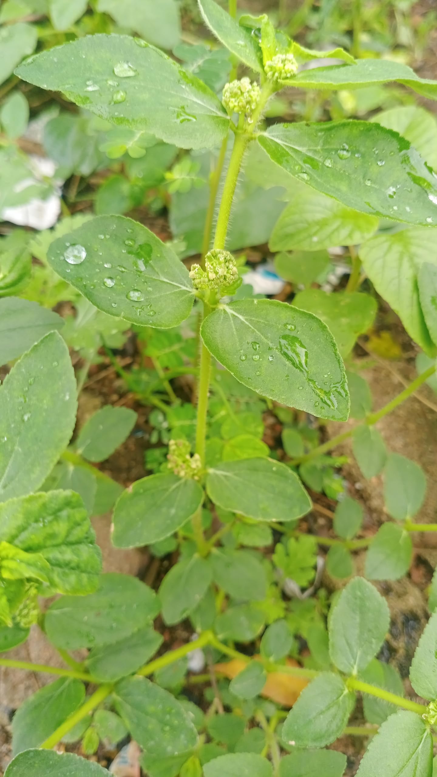 EUPHORBIA HIRT(AMMAN PACHARICE) GREEN FRESH PLANT (B0D7M42YGZ) Amazon Price History, Amazon Price Tracker