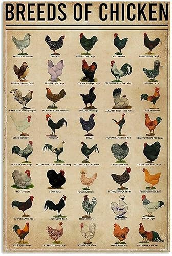 Póster de razas de pollos vintage, letreros de lata de metal para cafetería, gallo de hierro, pintura retro, novedosa, bar, pub, restaurante,