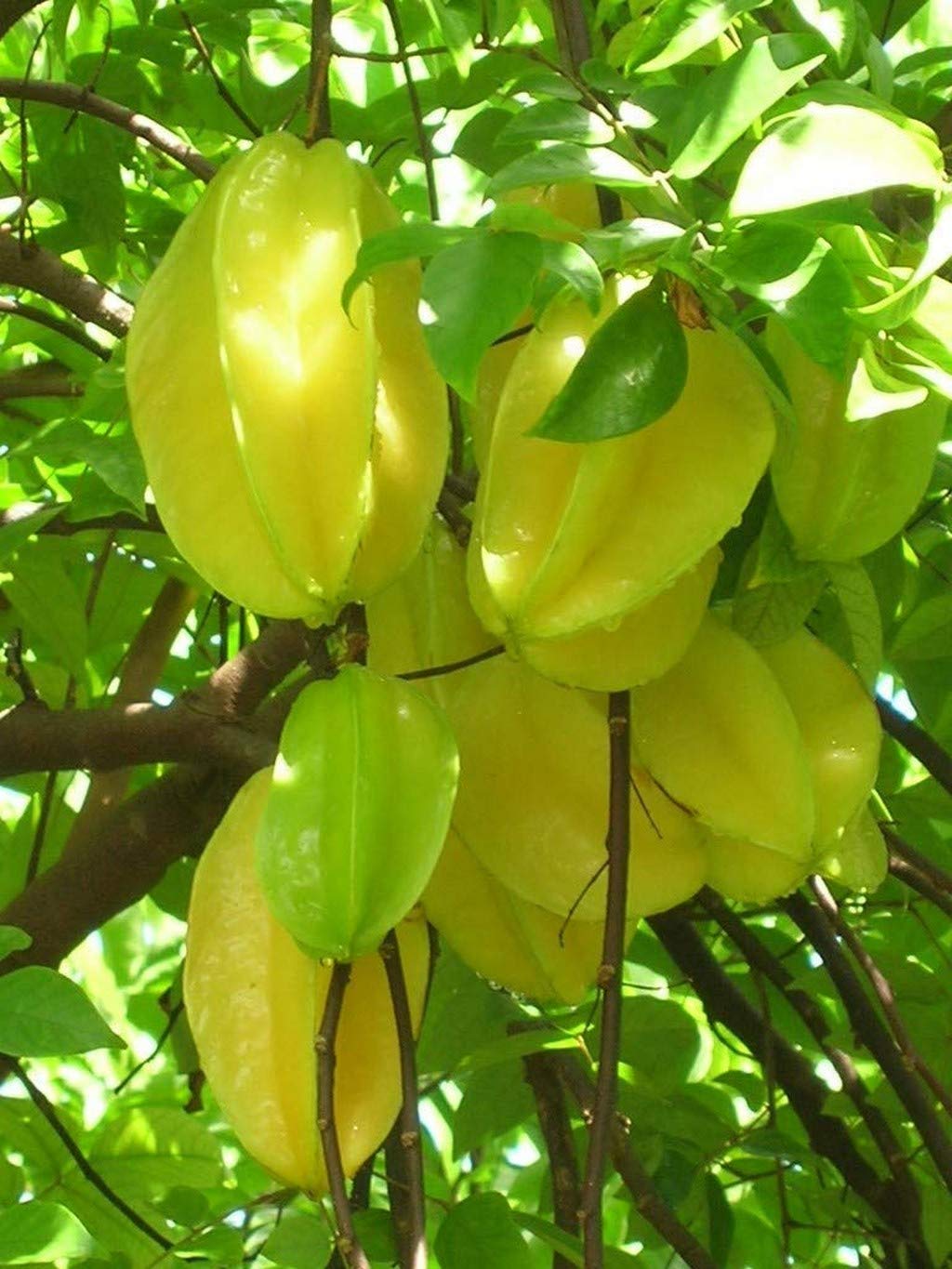 Creative Farmer Live Plant Carambola Star Fruit Kamrakh Healthy Fast Bearing Fruit/Birambi/Carambola Super Tasty Ornamental (1 Healthy Live Sweet Fruit Plant) (PLANT-90-STARFRUIT719ll@) (B08P5TYPTH) Amazon Price History, Amazon Price Tracker