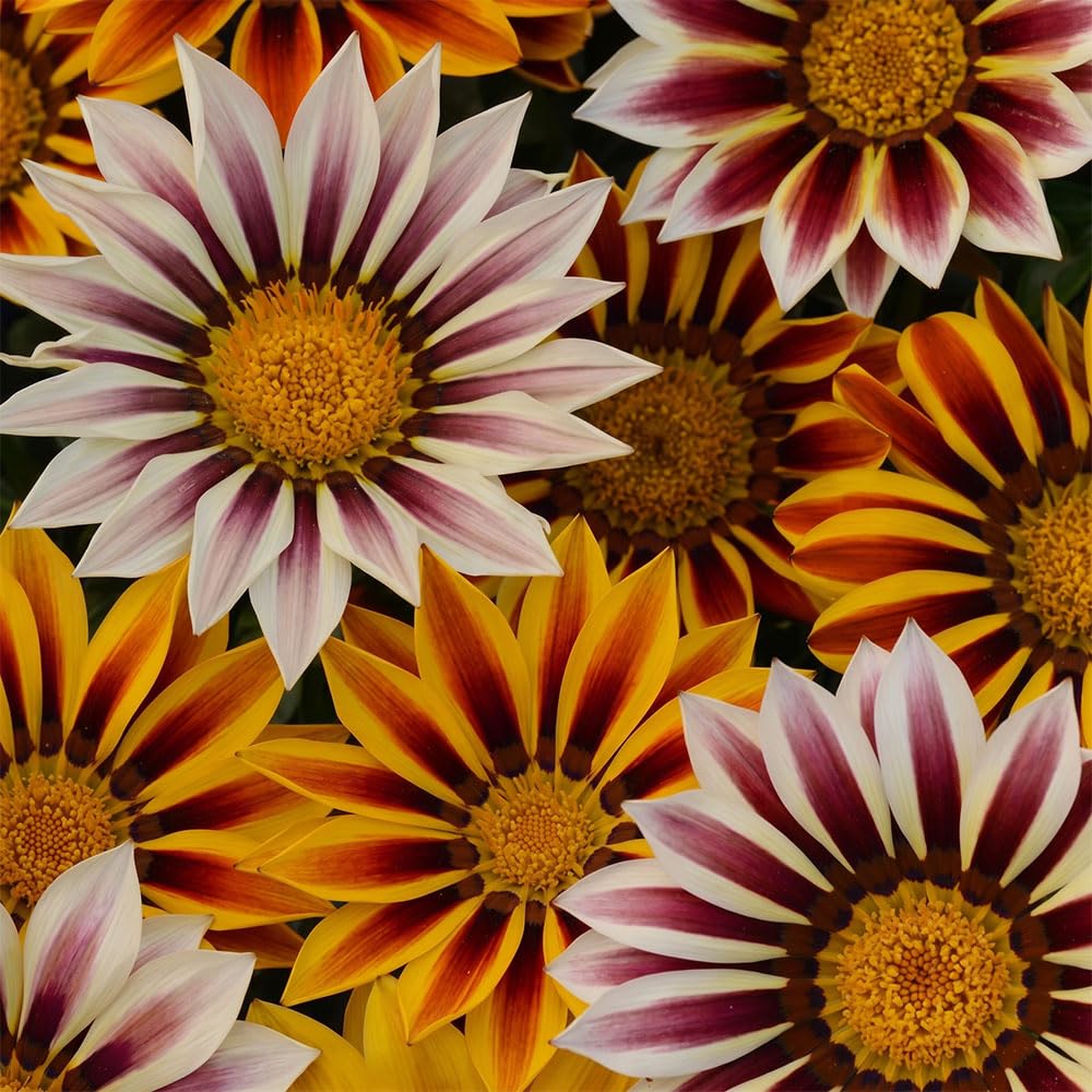 Gazania New Day Tiger Stripes Seeds β Striking Red, Yellow & Cream Striped Blooms β Half Hardy Annual β Ideal for Sunny Borders & Containers