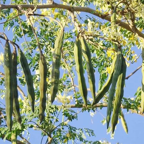 Miniatura 6 de QAUZUY GARDEN 100 semillas de moringa, árbol milagroso, árbol de la vida, árbol de aceite de Ben, semillas de hojas de Moringa Stenopetala -