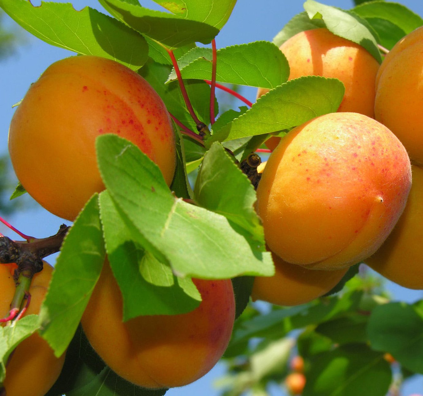 6-12 Sweet Apricot Tree