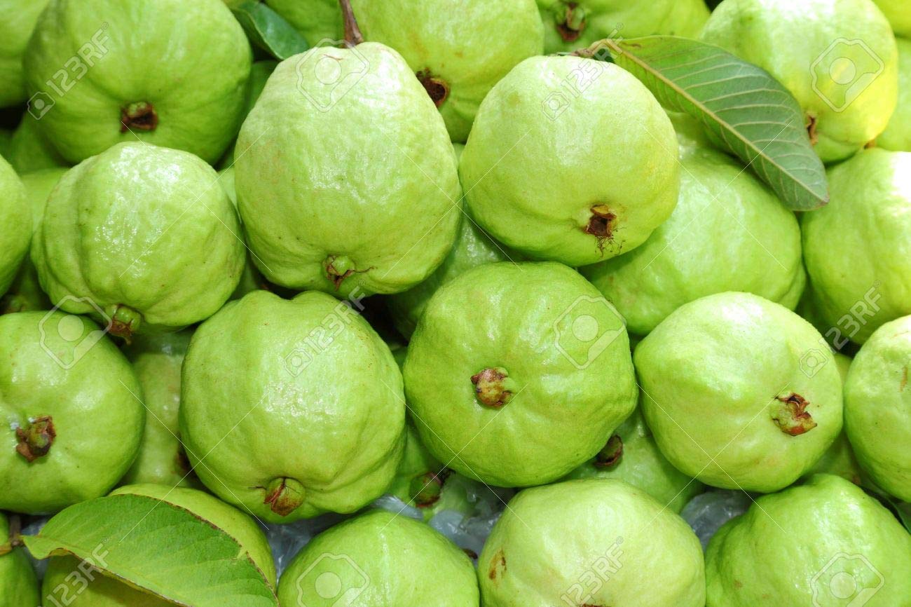 See full amazon price history chart for Golden Hills Farm Indoor Dwarf Guava Fruit Seed for Growing 100 seeds Golden Hills Farm Indoor Dwarf Guava Fruit Seed for Growing 100 seeds (B07PZYZZ2N) Amazon Price History, Amazon Price Tracker