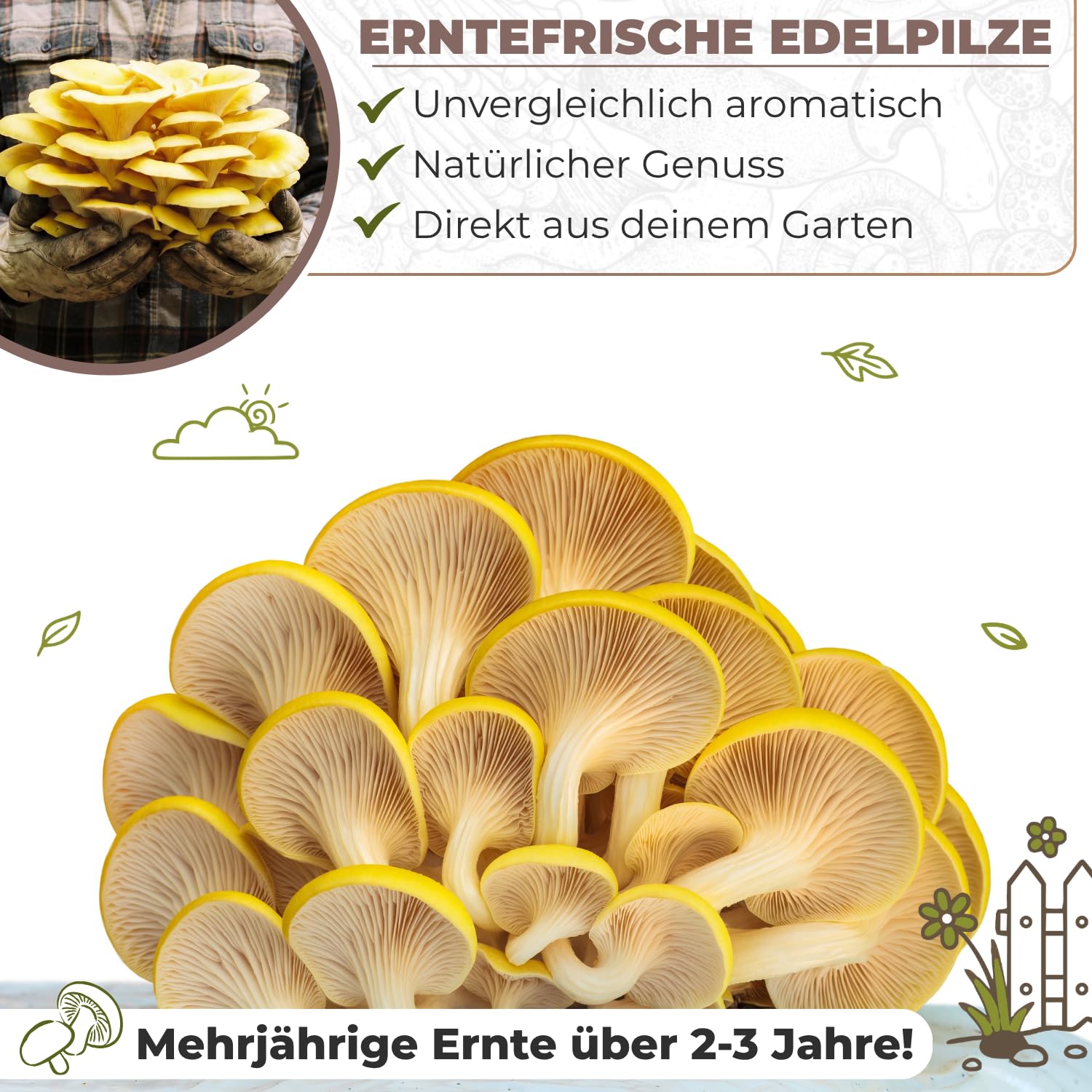 Hawlik Pilzbrut - Kit de culture de champignons de pleurote jaune pour le jardin - Récolte des champignons frais en toute simplicité - Kit Champignon à faire pousser