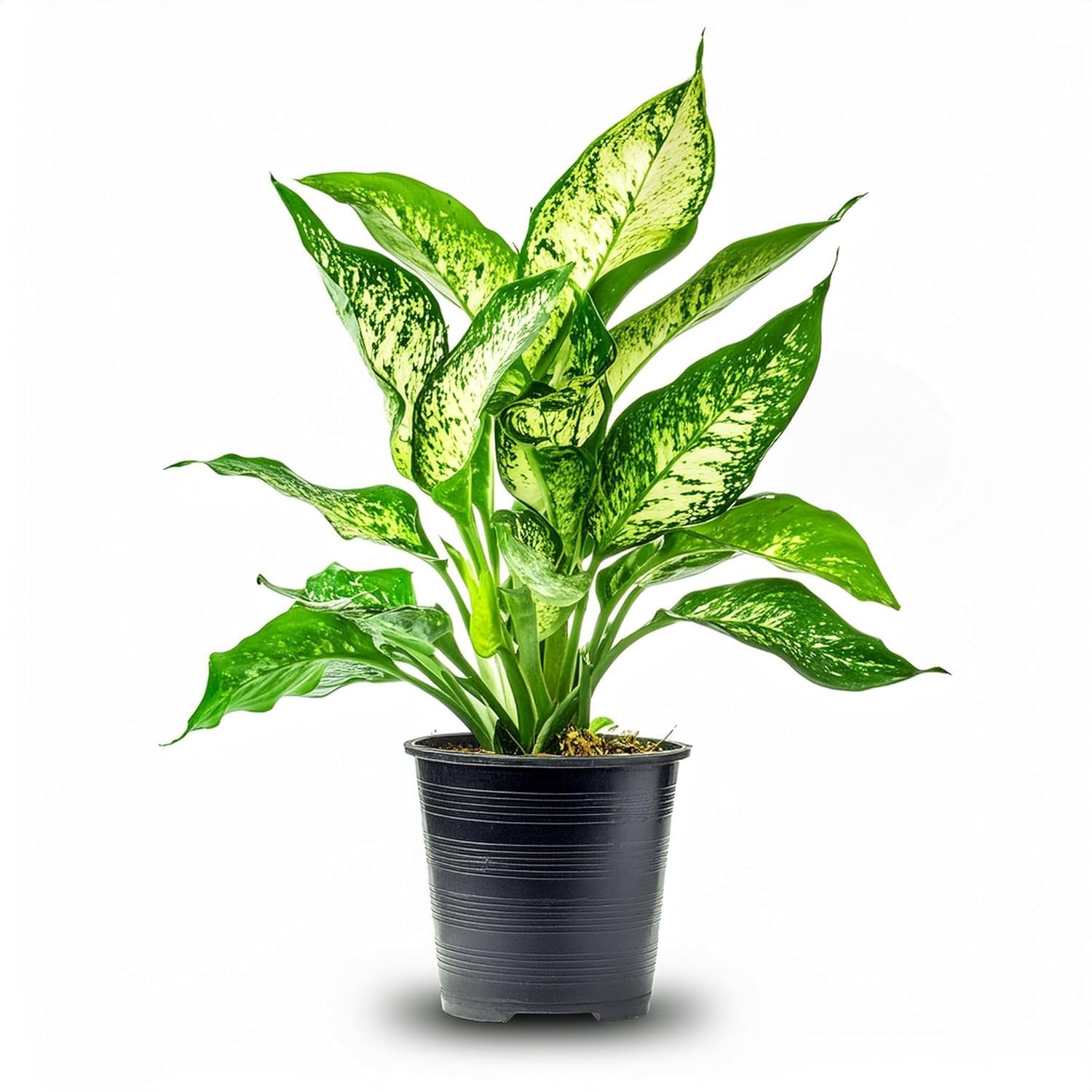 Oxygen plants for home indoor no sunlight (Aglaonema snow white live plant) Pack of 1 Live plant-image-42