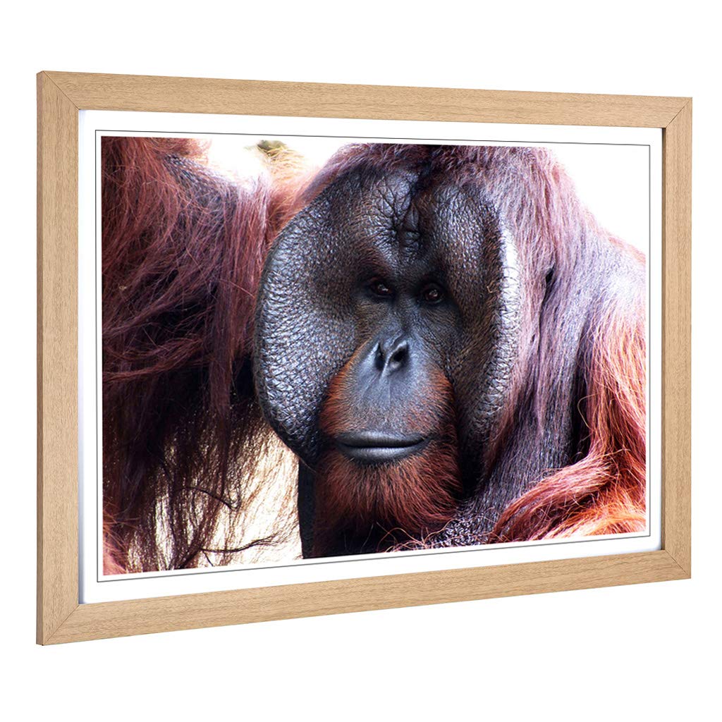 Big Box Art Framed Print of Orangutan Monkey (2) Design | Wall Art Picture | Home Decor for Kitchen, Living, Dining Room, Lounge, Bedroom, Hallway, Office, Oak, A2 / 24.5x18 Inch / 62x45cm