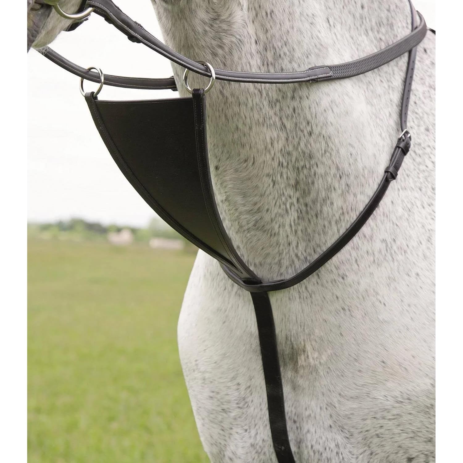 Shires - Bavaglino Martingales