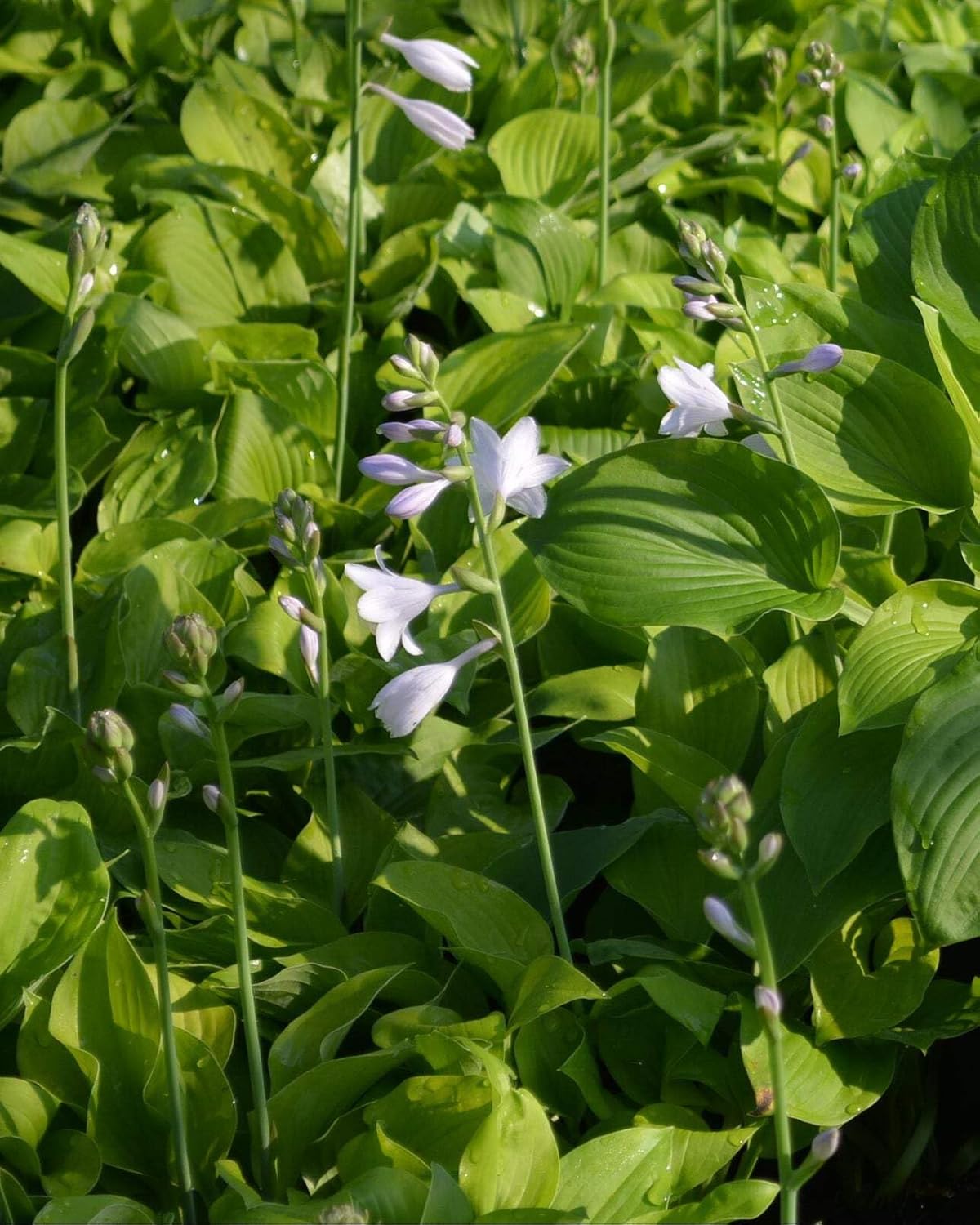 Perennial Farm Marketplace Hosta x 'August Moon' (Plantain Lily) Perennial, Size-#1 Container, Gold Leaves with White Flowers