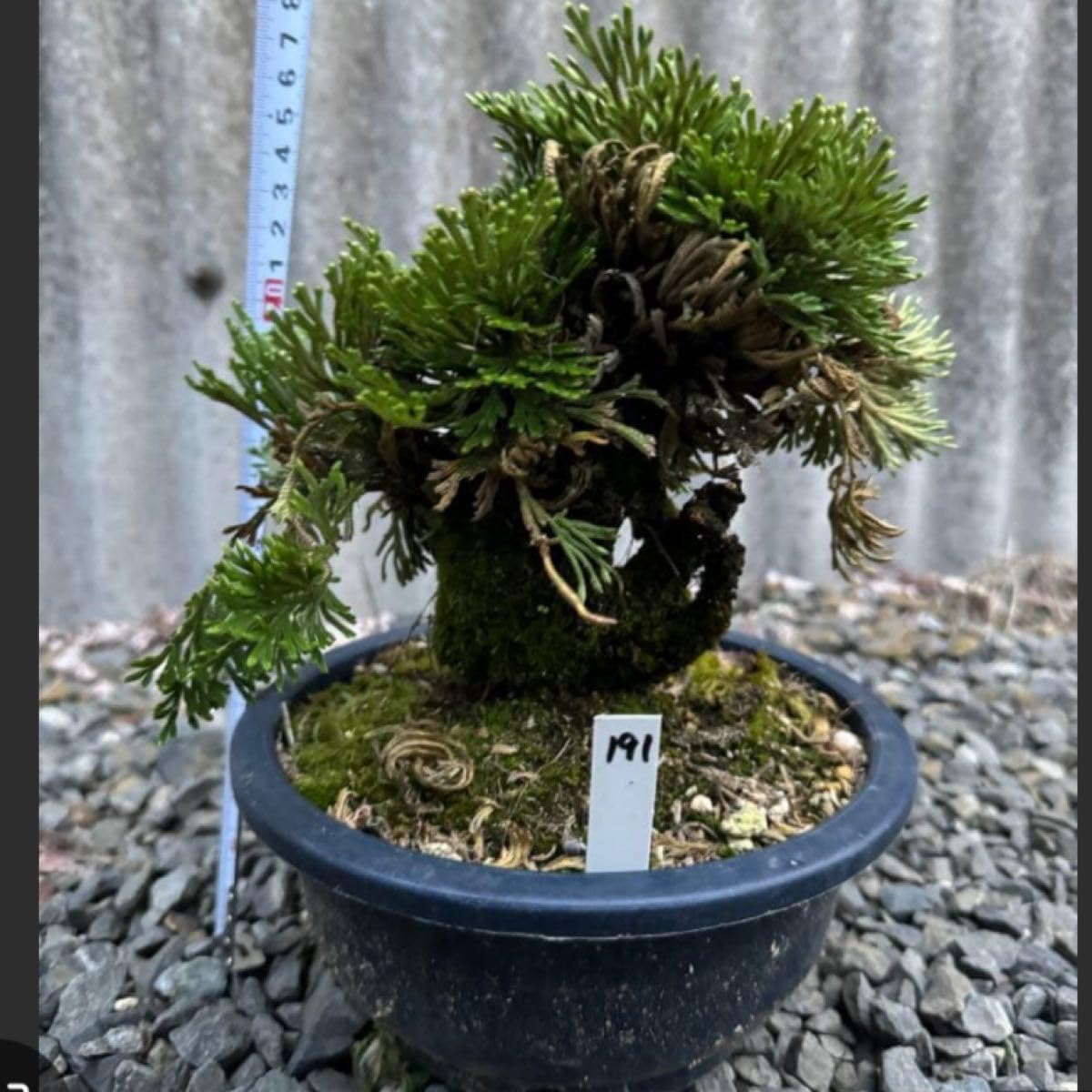 Amazon.co.jp: 15年物 岩松 イワヒバ 岩ヒバ 盆栽 高山植物 : DIY
