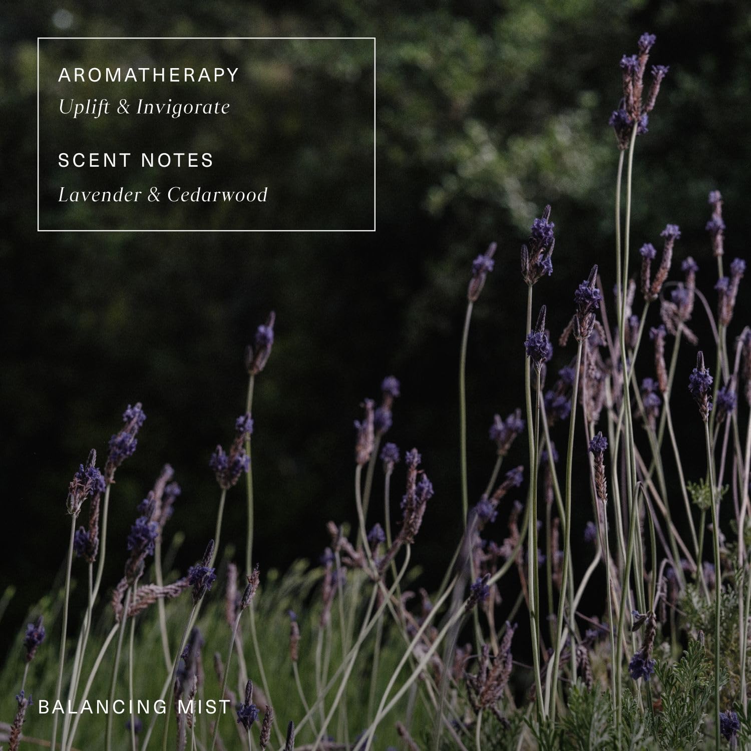 Oak Essentials Balancing Mist | Antioxidant-Rich Rose Water & Aloe Toning Face Mist That Helps Hydrate, Calm, and Refresh, 3.4 Fl Oz - Image 6