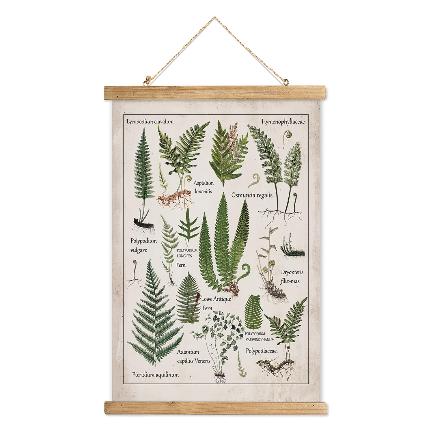 Vintage Botanical Herbs Poster With Wooden Frame - 12x16 Inch Medicinal Plant Chart For Home, Kitchen, Or Classroom