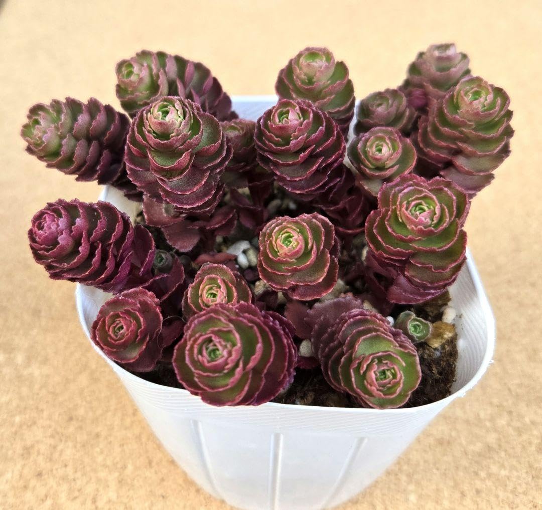 Amazon.co.jp: 多肉植物 セダム ドラゴンズブラッド 抜き苗 : ホビー