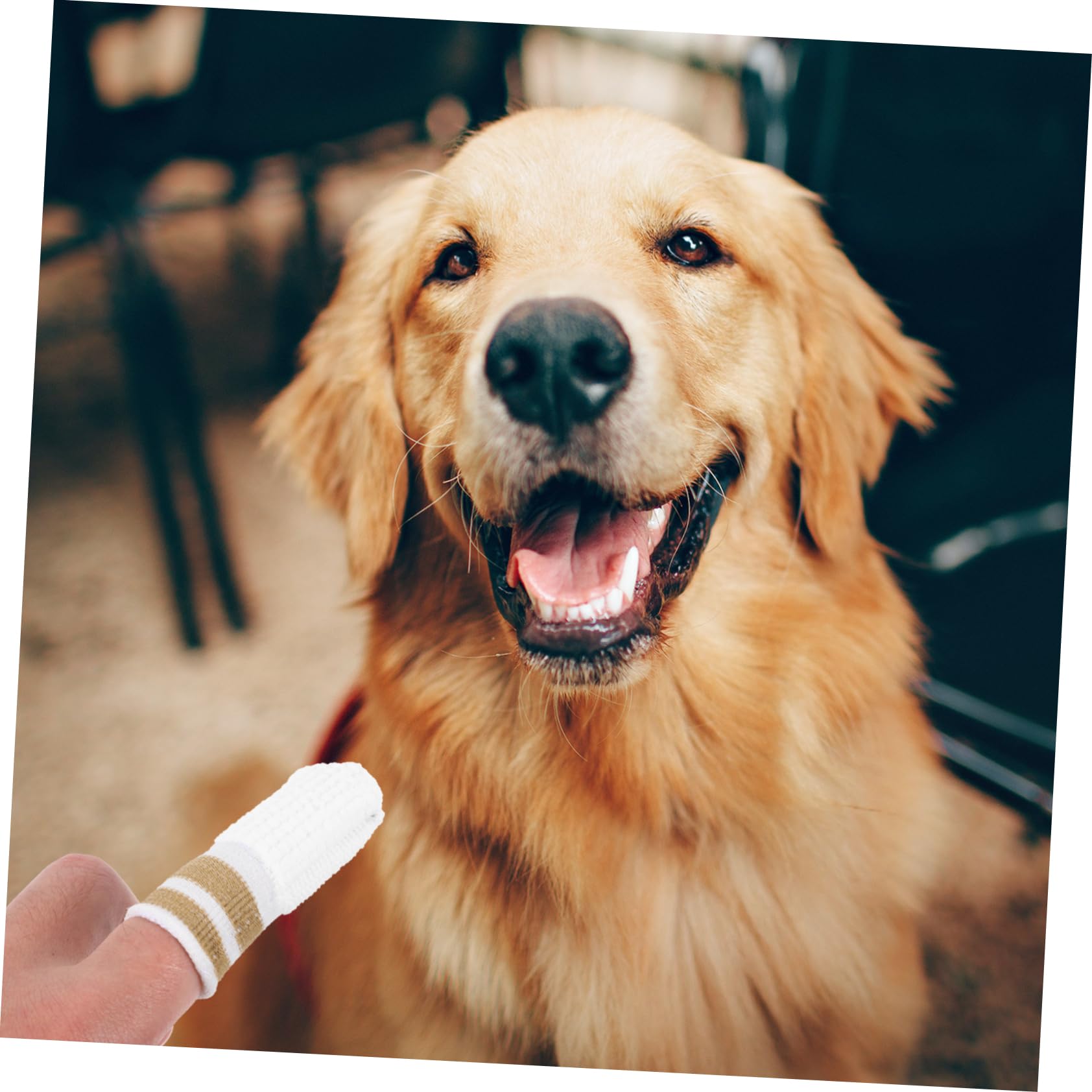 SUPVOX 30pezzi Spazzole Per Denti Per Cani e Gatti Di Salviette Per Pulizia Utensili Per Orale Di Animali Domestici Facili Da Usare e Morbide Per Prevenire Alito Cattivo