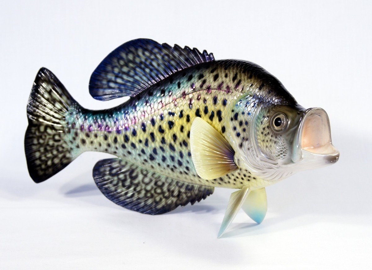 XL Handpainted Crappie Statue Game Fish Replica 38cm Small Dot