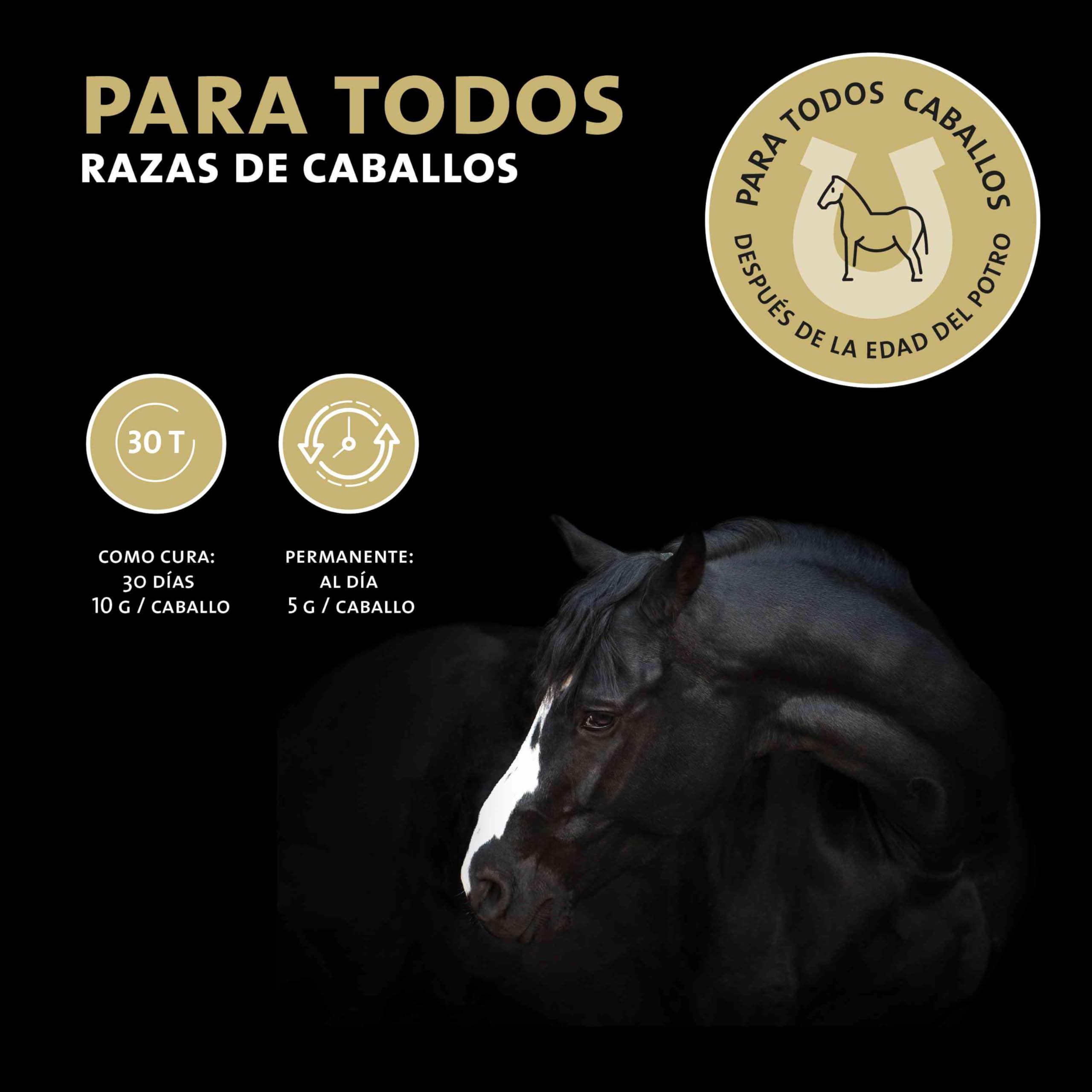 Peticare desparasitante en Polvo para Caballos | secundario a la desparasitación y la infestación del Gusano | para Caballos y Ponis | Ingredientes a Base de Hierbas, ajenjo | petHorse Health 4605