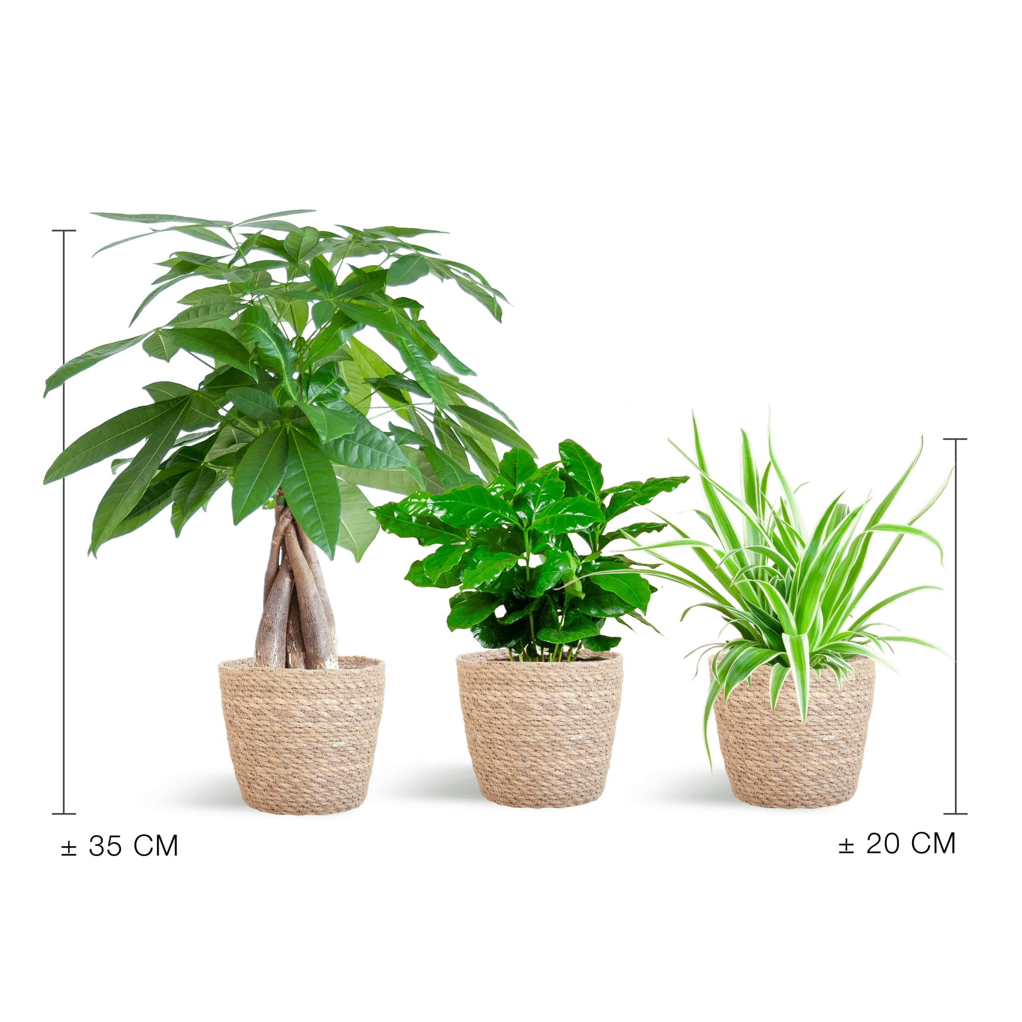 Tierfreundlicher Pflanzenkasten – Zimmerpflanzen – Mix – 3 grüne Pflanzen – Ø12cm – Korb Sofia Natur – ungiftig für Katzen, Hunde & Kinder