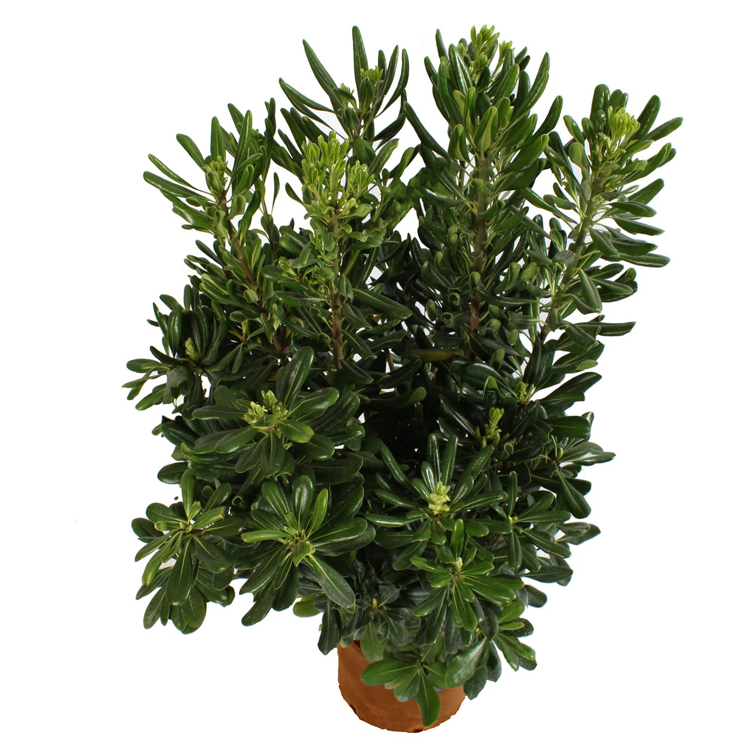 KENTIS - Pittosporum Tobira - Plantes de Haie - Plantes Vraies d'Extérieur - H 80-100 cm Pot de Ø 24 cm
