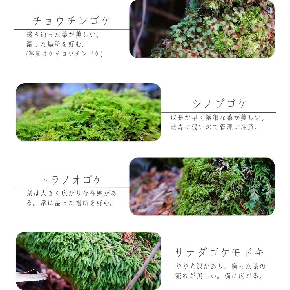 Amazon.co.jp: 【制作キット】【石畳が作れる】M:13cm ツールなし LED