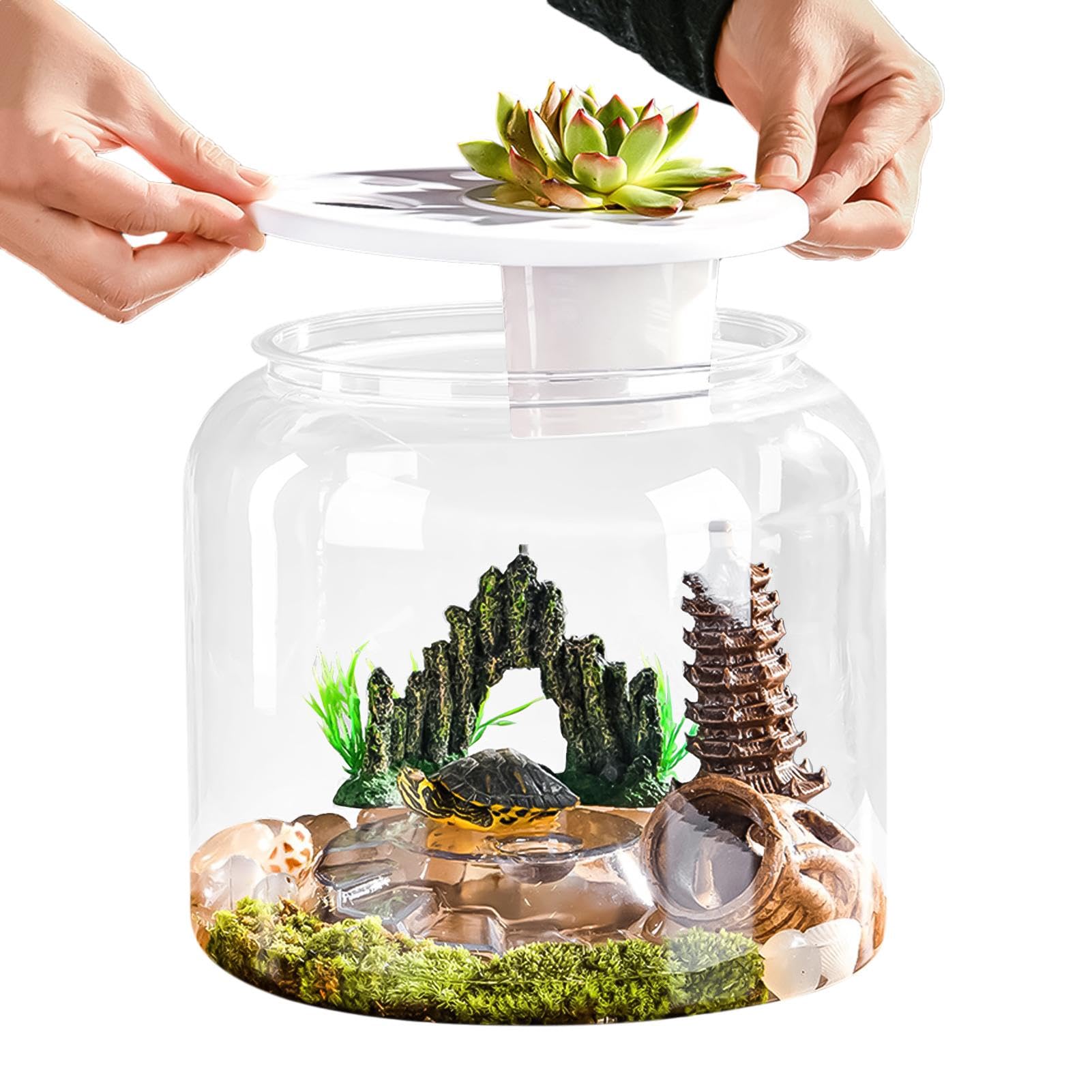Boîtier de terrarium de tortue idéal pour observer votre reptile
