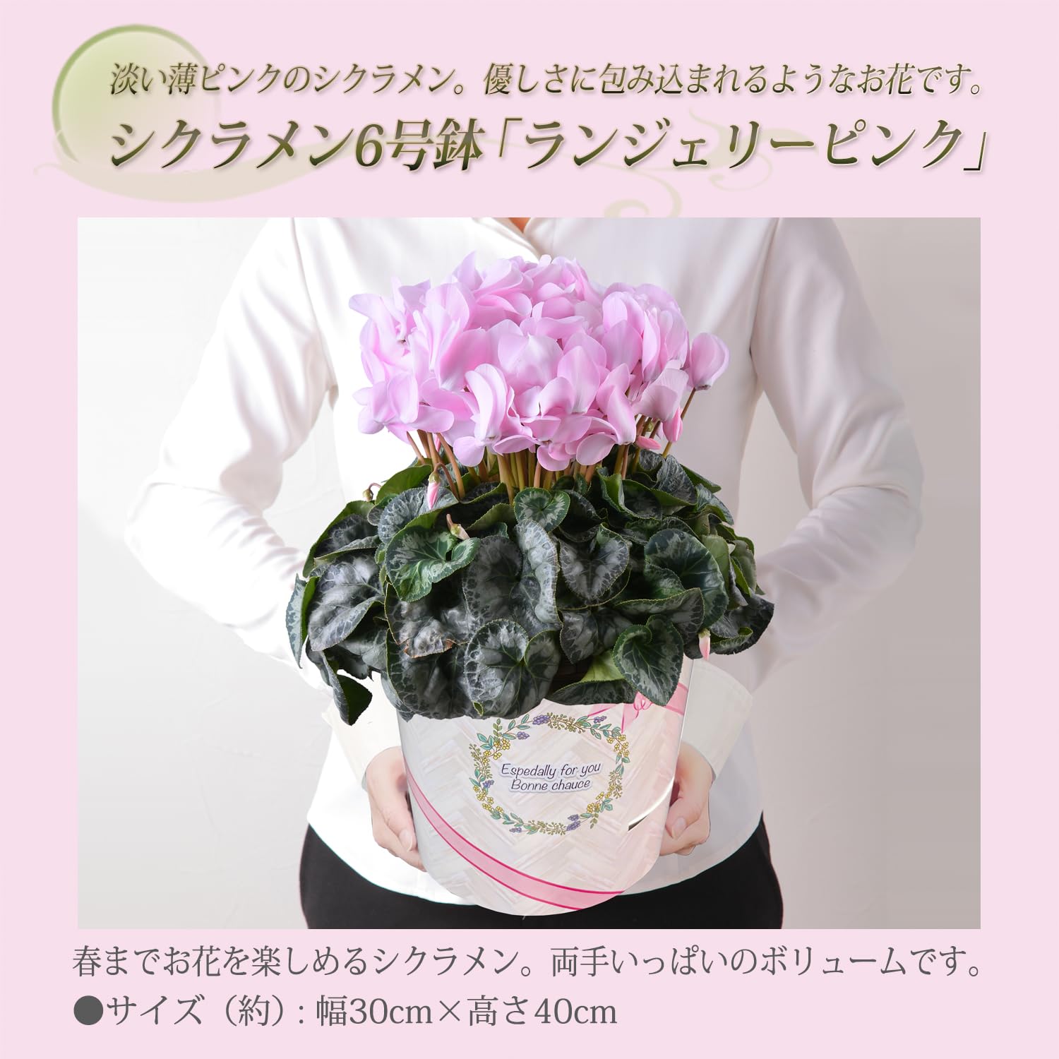 Amazon | 花のギフト社 シクラメン ギフト プレゼント 花 鉢植え 鉢花