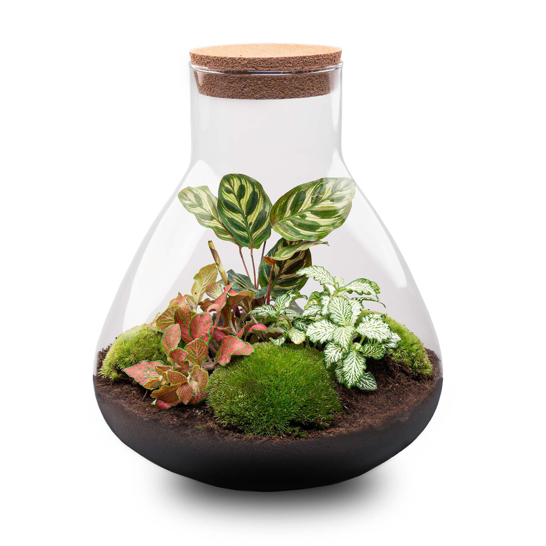Kit DIY Terrarium • Sam XL Red • Écosystème avec Plantes • ↑ 35 cm