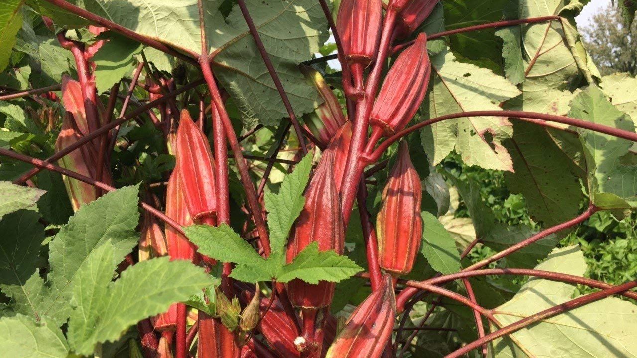 Golden Hills Farm hybrid Hill Country Heirloom Red Okra Seeds; High Yielding Vegetable Seeds 100+ seeds