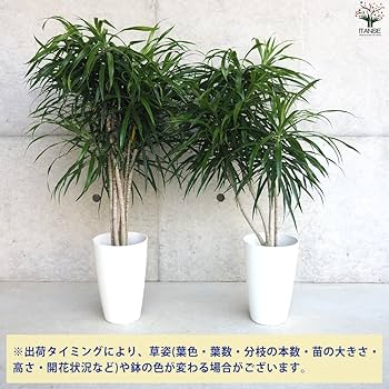 観葉植物 ドラセナ リフレクサ 7号鉢 120センチ 美形 優良株 写真現物 現品］【希少】39番 ドラセナ リフレクサ グリーンソング
