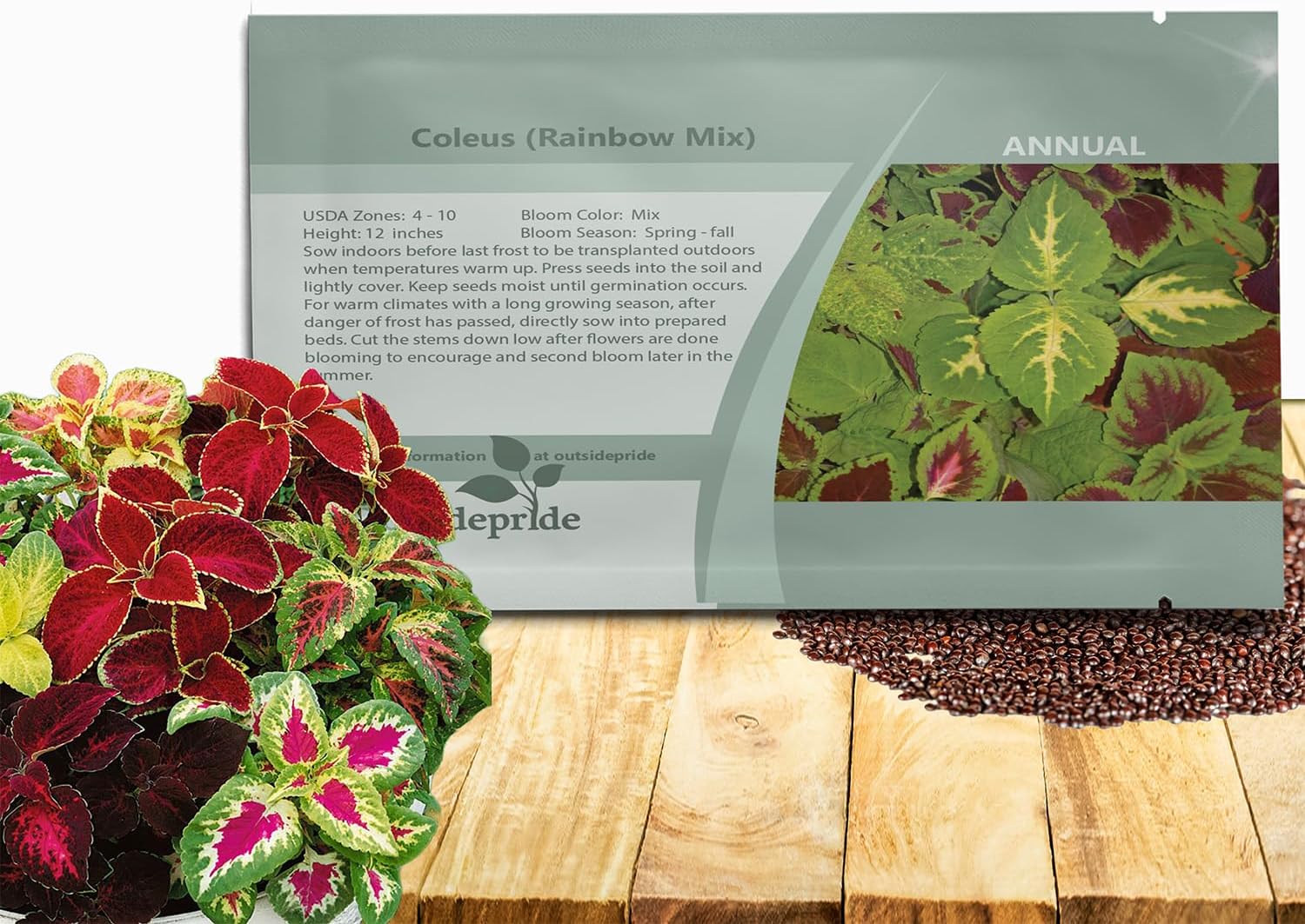 Outsidepride Rainbow Mix Coleus Seeds for Planting - 5000 Pcs Annual, Compact, & Easy to Grow, Flower Seeds with Serrated Foliage, Ideal for Shaded Areas, Containers, Borders, & Gardens